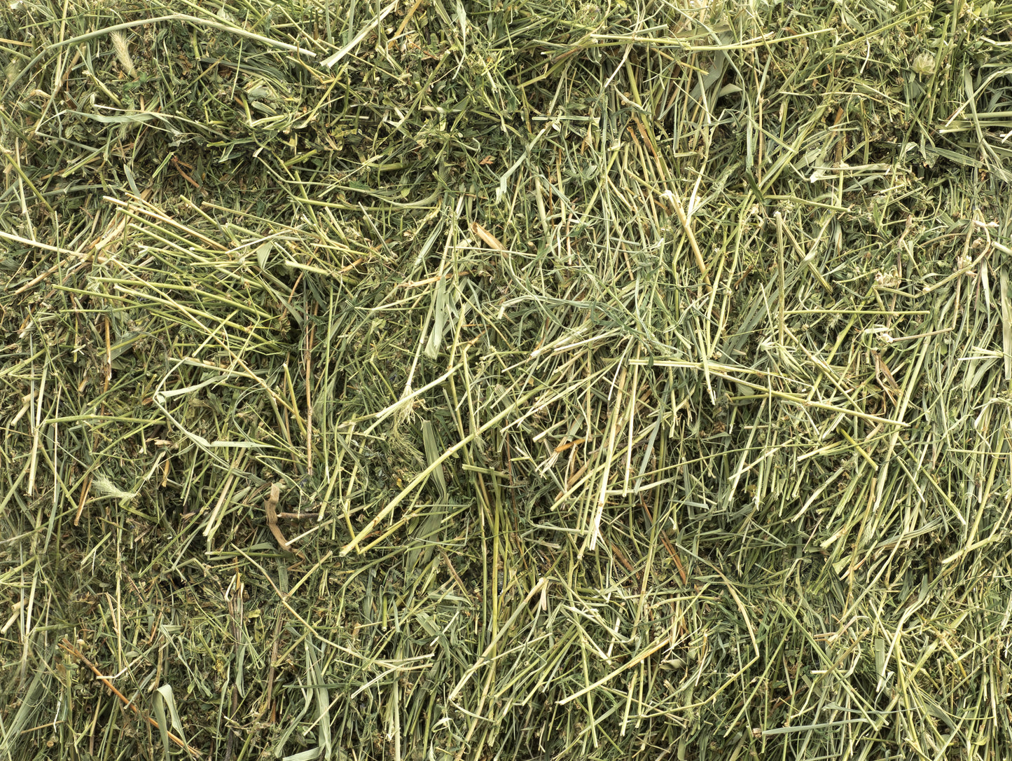 Timothy Hay - Premium 2nd Cutting Small Pet Hay