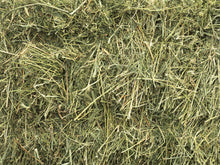 Orchard Grass - Premium Small Pet Hay