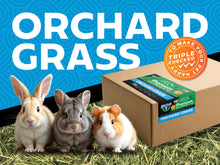 Orchard Grass - Premium Small Pet Hay